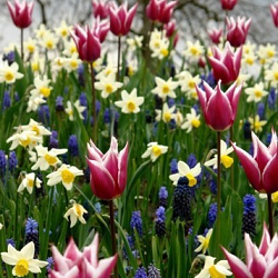 X 100 PALETTE OF SPRING I