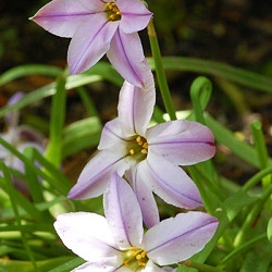 X 100 IPHEION UNIFLORUM 4/+