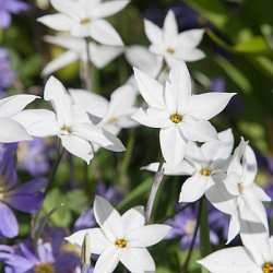 X 100 IPHEION UNIFLORUM ALBERTO CASTILLO 5/+