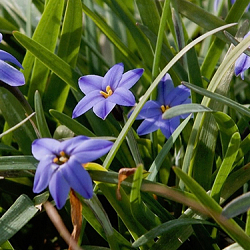 X 100 IPHIEON UNIFLORUM JESSIE 4/+