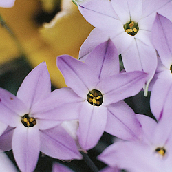 X 100 IPHEION UNIFLORUM WISLEY BLUE 4/+