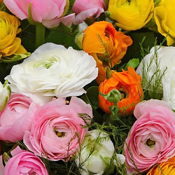 X 100 RANUNCULUS GEMENGD 6/7