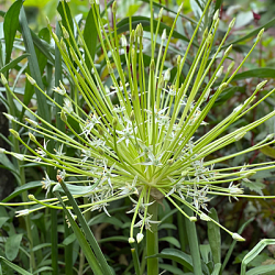 X   25 ALLIUM ARCTIC SNOW 12/14
