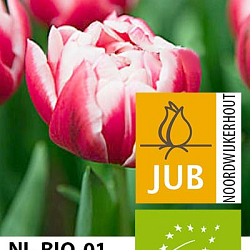 X 100 BIO TULIPA COLUMBUS 11/12