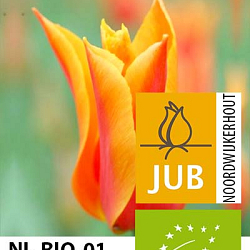 X 100 BIO TULIPA BALLERINA 11/12