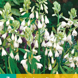 Image of Galtonia candicans in hanging basket