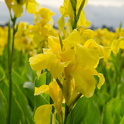 X 25 CANNA RICHARD WALLACE I