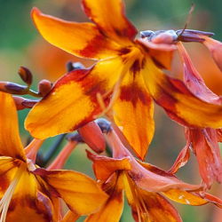 X 100 CROCOSMIA EMILY MCKENZIE 6/+