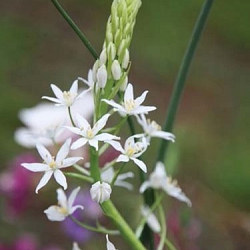 X   50 ORNITHOGALUM SOCHII 12/+