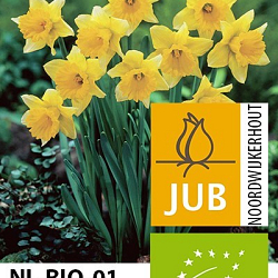 X 100 BIO NARCISSUS RIJNVELD'S EARLY SENSATION 12/14