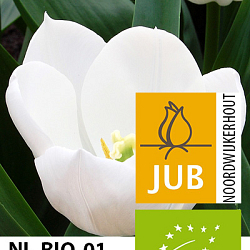 X 100 BIO TULIPA ROYAL VIRGIN 11/12