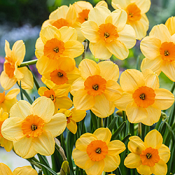X 100 NARCISSUS KEDRON 12/14