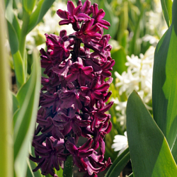 X   50 HYACINTHUS WOODSTOCK 17/18