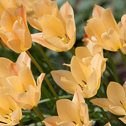 X 100 TULIPA BATALINII BRIGHT GEM 6/+
