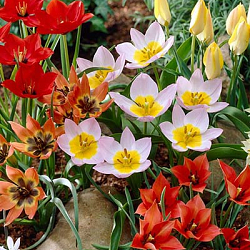 X 250 TULIPA BOTANISCH GEMENGD 6/+