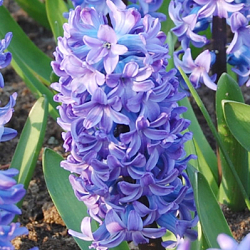 X   50 HYACINTHUS DELFTS BLAUW 15/16