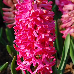X   50 HYACINTHUS JAN BOS 15/16