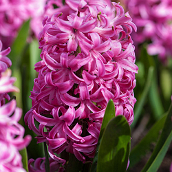 X   50 HYACINTHUS PINK PEARL 17/18