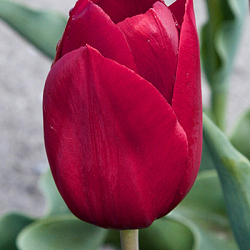 X 100 TULIPA PALLADA 12/+
