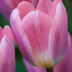 X 100 TULIPA LIGHT AND DREAMY 11/12