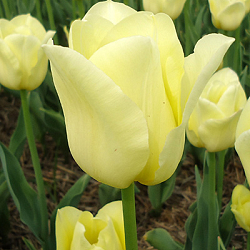 X 100 TULIPA WORLD FRIENDSHIP 11/12