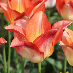 X 100 TULIPA MOONBLUSH 12/+