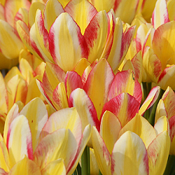 X 100 TULIPA ANTOINETTE 12/+