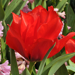 X 100 TULIPA ROODKAPJE DUBBEL 11/12