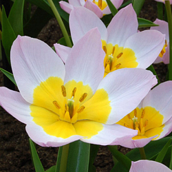 X 100 TULIPA BAKERI LILAC WONDER 6/+