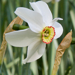 X 100 NARCISSUS RECURVUS (PHAESANTS EYE) 12/14
