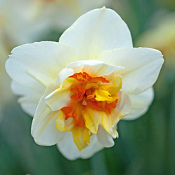 X 100 NARCISSUS FLOWER DRIFT 14/16