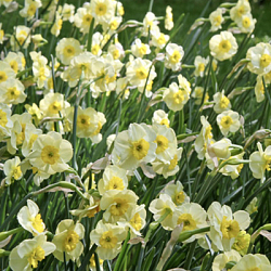 X 100 NARCISSUS SUN DISC 10/12