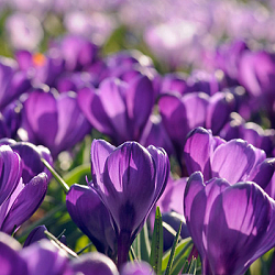 X 100 CROCUS FLOWER RECORD 8/9