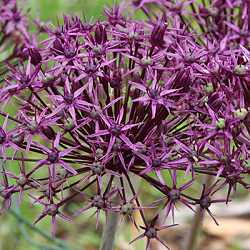 X 100 ALLIUM FIRMAMENT 8/+