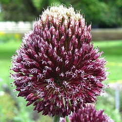 X   25 ALLIUM FORELOCK 14/+