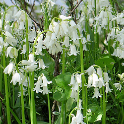X 100 HYACINTHOIDES HISPANICA WIT 8/10