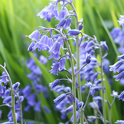 X 100 HYACINTHOIDES NON-SCRIPTA 7/8