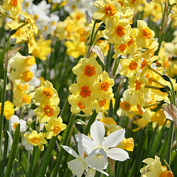 X 250 NARCISSUS BOTANISCH GEMENGD 12/14