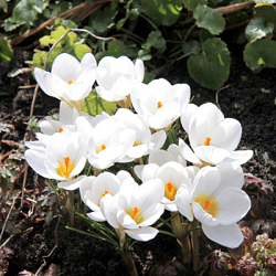 X 250 CROCUS SPECIE CHR. ARD SCHENK 5/+