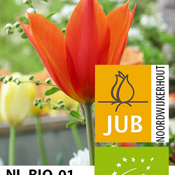 X 100 BIO TULIPA BALLERINA 11/12