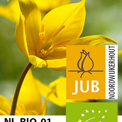 X 100 BIO TULIPA SYLVESTRIS  5/+