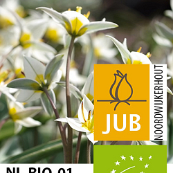 X 100 BIO TULIPA TURKESTANICA 6/7