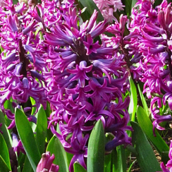 X   50 HYACINTHUS WOODSTOCK 17/18