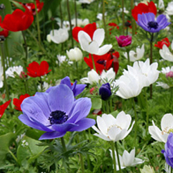 X 100 ANEMONE CORONARIA DE CAEN MIX 5/6