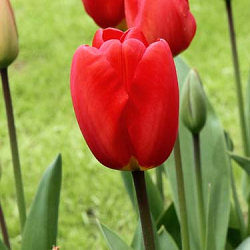 X 100 TULIPA OXFORD 12/+