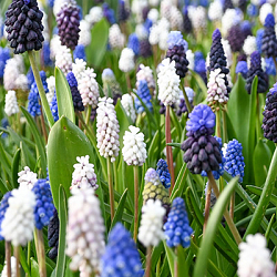 X 100 MUSCARI MIX 8/9