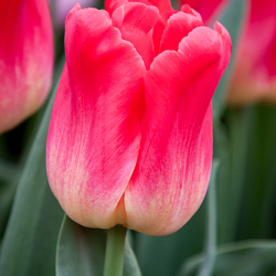 X 100 TULIPA MATCH 11/12