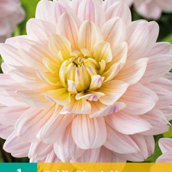 X 1 DAHLIA DIANA'S MEMORY I