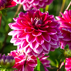 X 10 DAHLIA MALDINI I