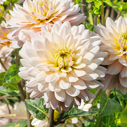 X 10 DAHLIA DIANA'S MEMORY I